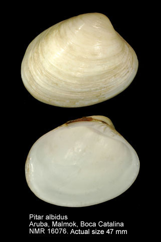 Pitar albidus (2).jpg - Pitar albidus(Gmelin,1791)